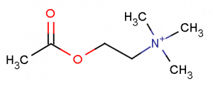 Acetylcholine