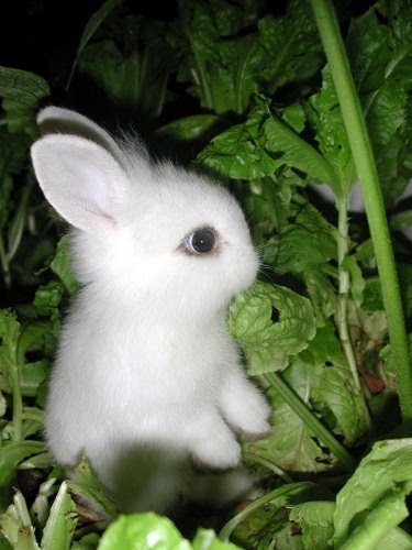 A small, fluffy white bunny stands upright among lush green leaves, looking to the side with its ears perked up. This charming scene creates a White Rabbit Effect, as the bunny's soft and bright fur contrasts beautifully with the dark green foliage surrounding it.