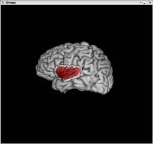 insula