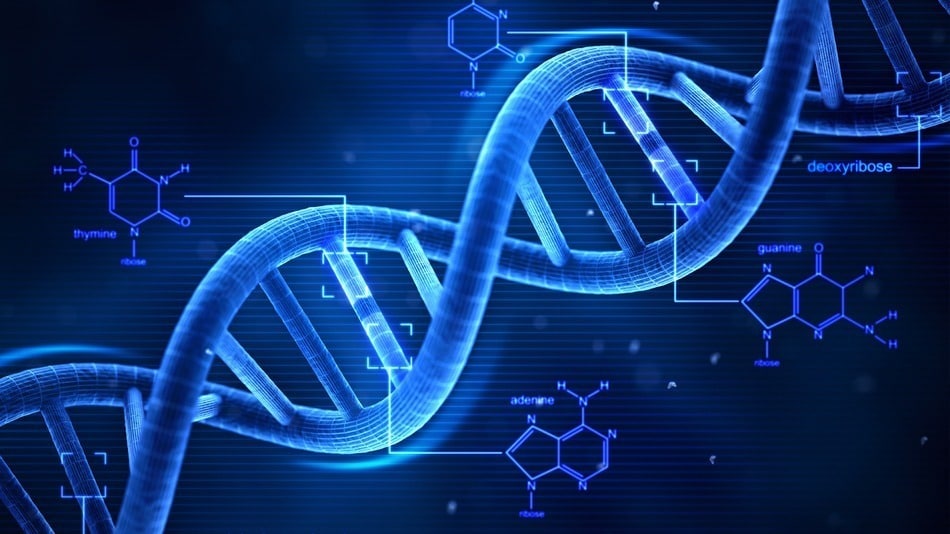 A digital rendering of a DNA double helix on a blue background. Surrounding the helix are molecular structures and chemical formulas for thymine, adenine, cytosine, guanine, and deoxyribose, highlighting how these command DNA's intricate actions in influencing genetics.