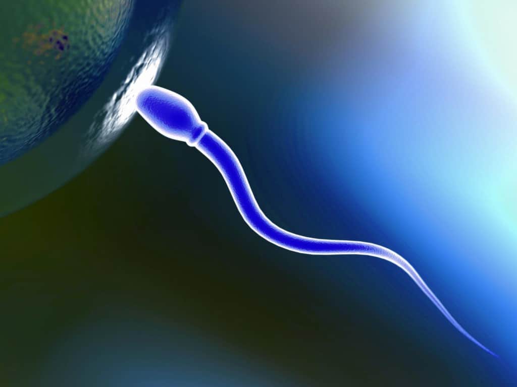 Digital illustration of a sperm cell approaching an egg, with the sperm's genetic code subtly highlighted in blue hues. The long tail leads its journey toward the spherical egg, set against a gradient of serene blue tones.