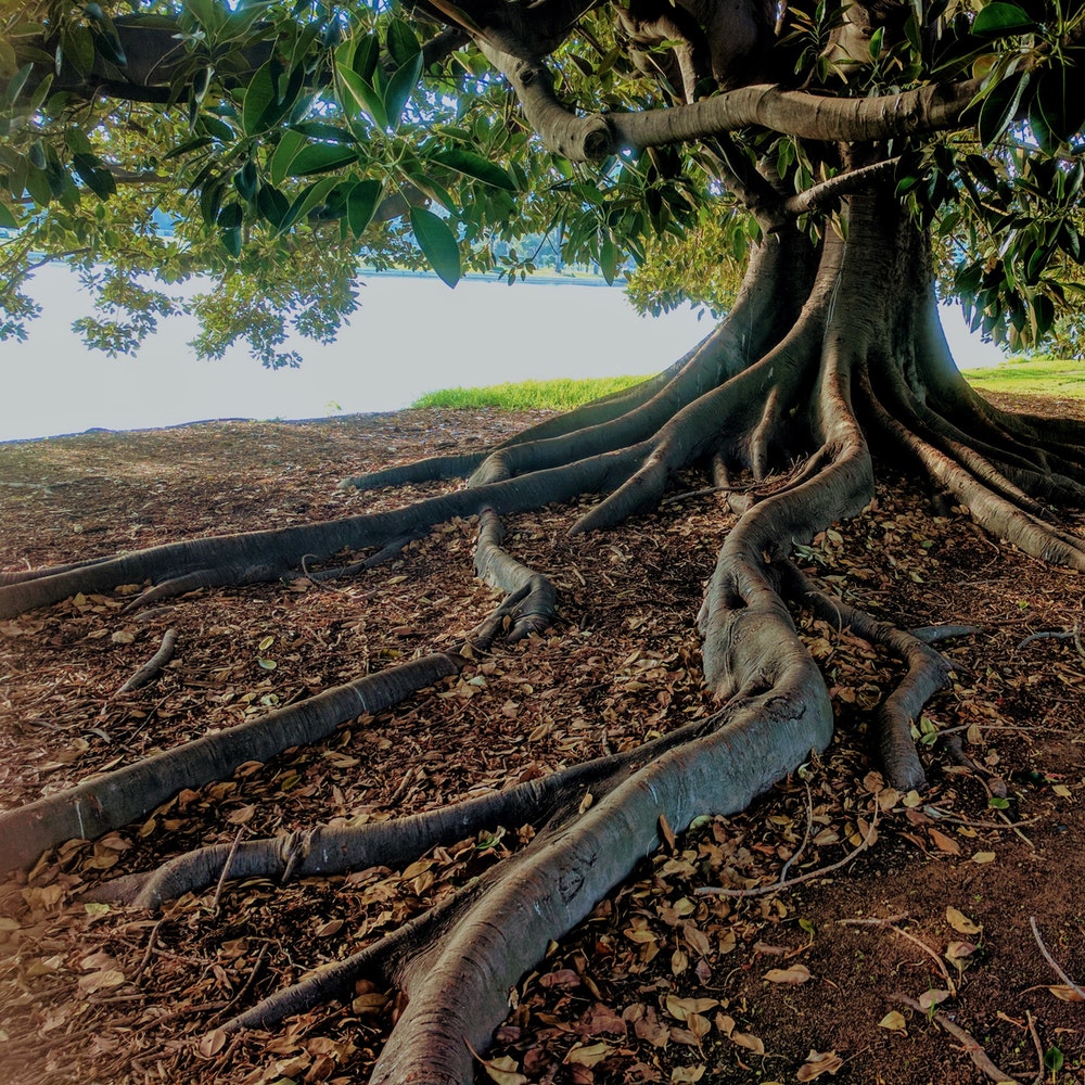 Grounding Exercise From New Beliefs, New Brain