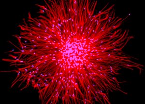 Human-Spinal-Cord-Neurosphere