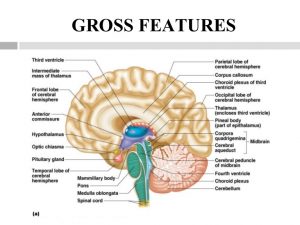 diencephalon