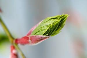 springbuds