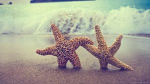 starfish-helping-each-other