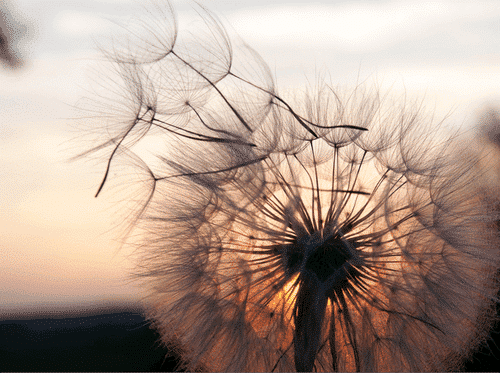 Close-up of a dandelion seed head with seeds gently letting go against a soft, pastel-colored sunset sky. The intricate details of the delicate seeds are highlighted by the backlighting, reminiscent of a Susan Aplin Pogue painting.
