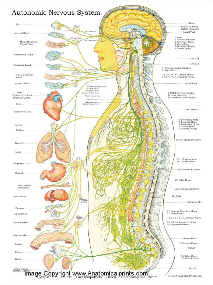 Illustration of the autonomic nervous system by Shanti Medina, showcasing the human body with labeled sections of the brain, spinal cord, and various organs. Nerve pathways are depicted with yellow and green lines connecting to different body parts, highlighting practices to enhance vagal tone.