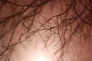Branch