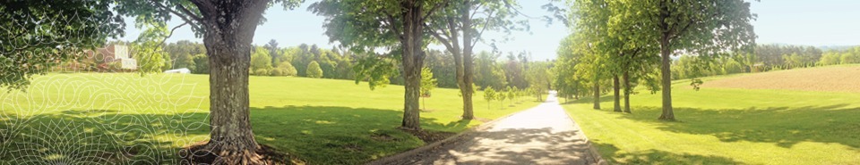 A sunlit path lined with tall trees runs through a lush green park, offering a perfect setting for reflection or practicing Body Current techniques. The vibrant grass contrasts beautifully with scattered trees and distant fields. The sky is clear, revealing a building partially visible on the left side.