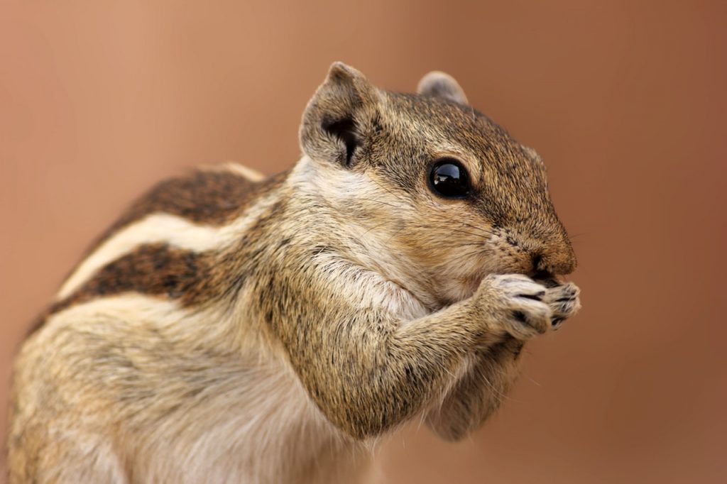 A close-up of a chipmunk with brown and white striped fur, holding its small paws near its mouth as if it's hangry. The chipmunk's dark eyes are prominent, and the background is a soft, blurred brown, resembling a scene from Kelley Seriano's nature collection.