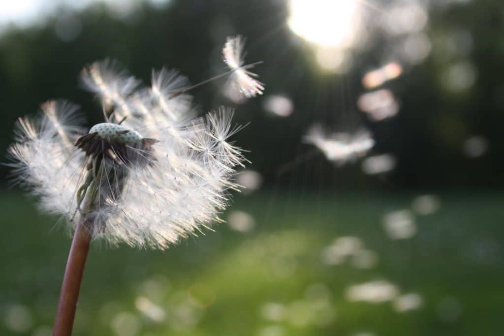 Close-up of a dandelion releasing its seeds, drifting softly in the air against a blurred green and sunlight background. This serene scene, reminiscent of Kavita Basi's journey after her brain hemorrhage, embodies movement and tranquility.