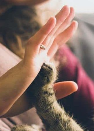Andrea Floyd captures a touching moment of connection, as a person gently gives a high five to their cat. In the softly blurred background, the focus remains on this heartwarming interaction, highlighting the simple joys that can offer comfort in times of pet loss grief.