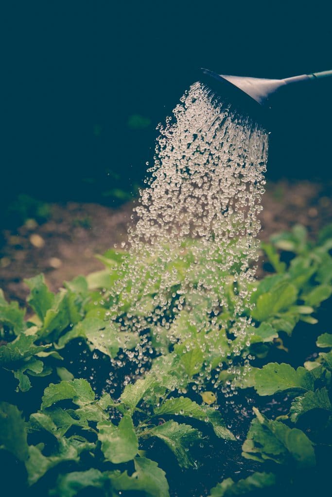A watering can showers water over lush green plants, refreshing them in a garden setting. In this serene moment of life, droplets glisten in mid-air against the dark soil backdrop, as if nature itself practices a form of neurosculpting.