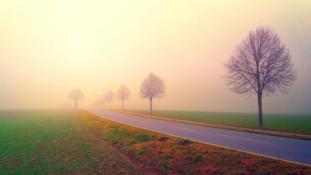A serene, countryside road stretches into dense fog, flanked by leafless trees on both sides. The soft, golden light creates a healing atmosphere, with lush green fields bordering the road, inviting tranquility—a scene Travis Rumsey would appreciate for its calming beauty.