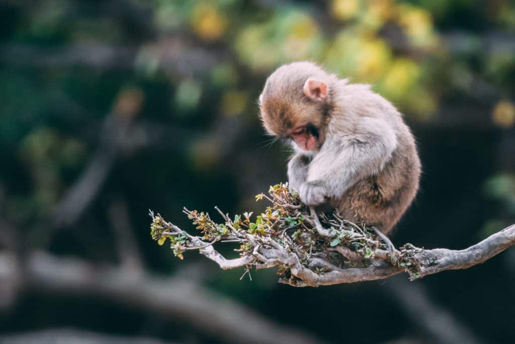 A small monkey sits on a tree branch, intently examining something in its hands, embodying a serene focus free of the usual "monkey mind." The background is blurred with green and yellow hues. Its fluffy fur adds to its calm demeanor as if capturing the essence of choice itself.