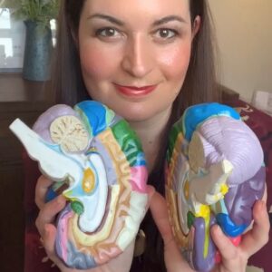 A woman with long brown hair holds two colorful cross-section models of the human brain, smiling at the camera. A vase with flowers and a green painting are visible in the background.