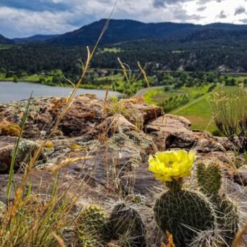 A yellow cactus flower blooms on a rocky surface, overlooking a scenic landscape with grassy fields, a lake, and forested hills under a partly cloudy sky—a moment of deep transformation in the weekend's embrace.