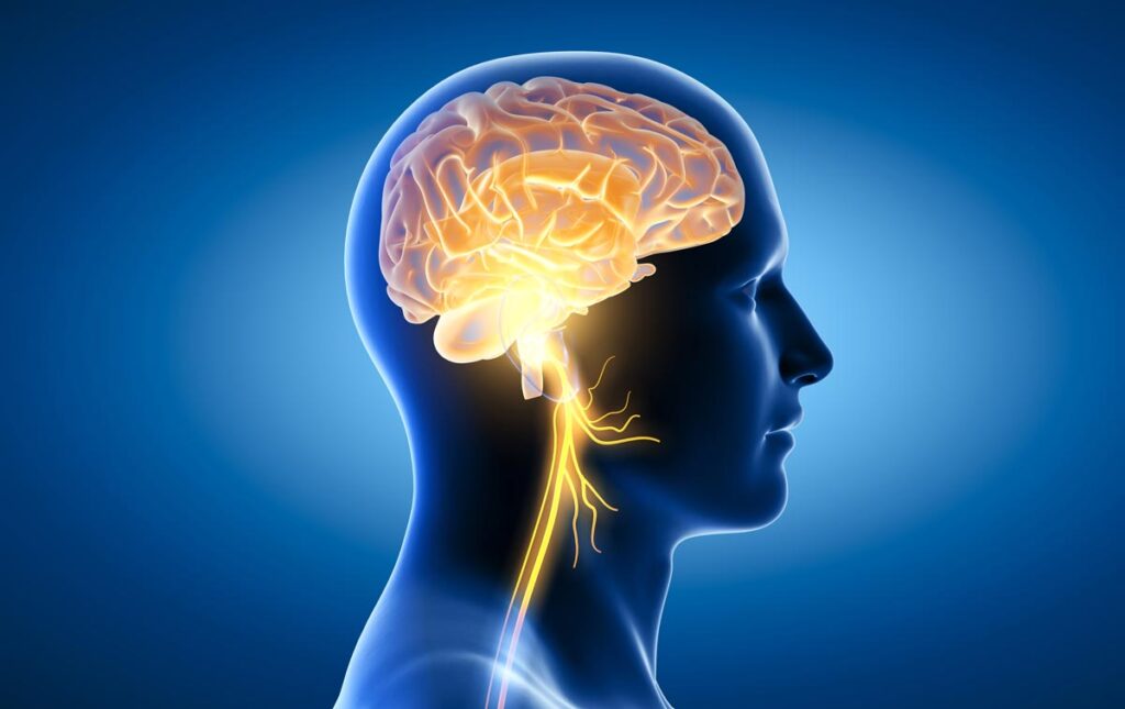 Illustration of a human profile with a transparent head revealing a glowing brain and nervous system, highlighting the vagus nerve stimulation. The background features a gradient from dark to light blue, emphasizing the bright yellow and orange tones of the brain and nerves.